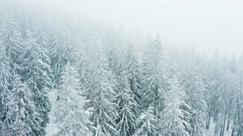 Snowy Forest Aerial View in Winter Landscape