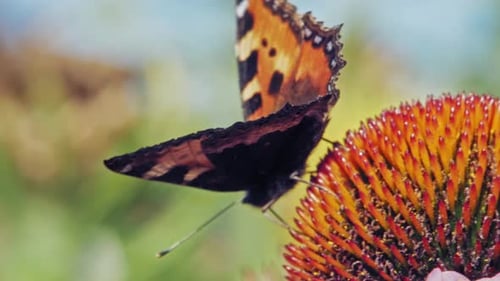 Macro shot of orange Small tortoiseshell butterfly collecting nectar from purple coneflower on green