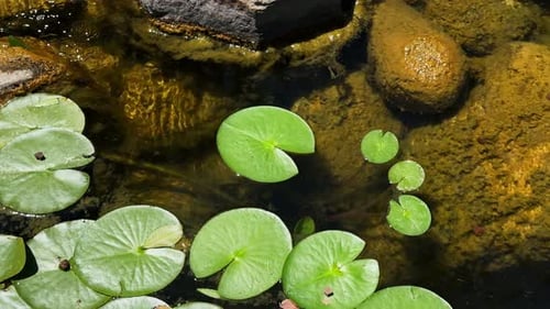 Schöne Lilien-Lotusblumen in der Nähe des Sees 37