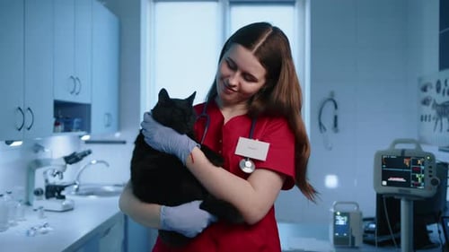 Caring Female Animal Doctor Petting and Hugging Adult Purebred Cat in a Clinic