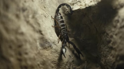 Black Scorpion Waving Claws