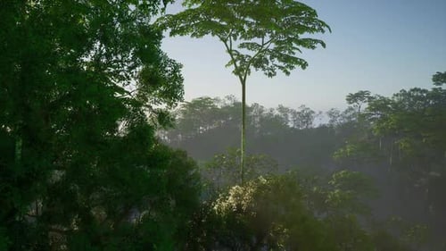 Lush Jungle Landscape with Towering Trees at Dawn in a Misty Environment