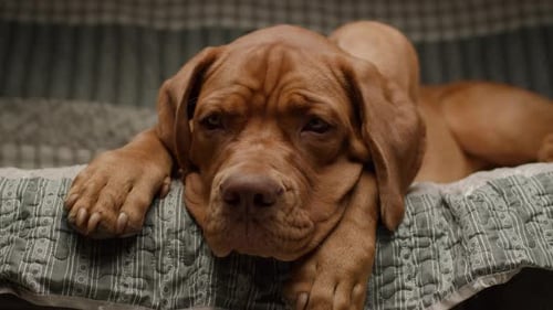 Close Up of Dog Lying on Bed