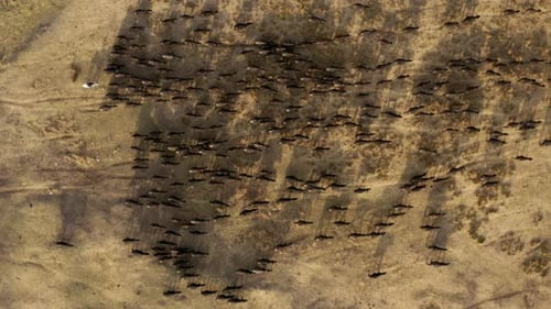 Top View Of Farmer Riding Horse Herding Large Herd Of Cattle Back Home Before Sunset In Turkey. - ae