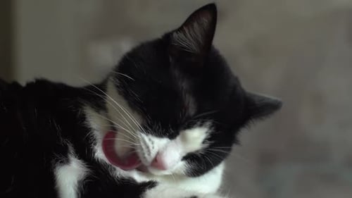 Black And White Cat