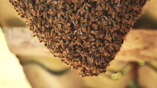 Ein Bienenstock auf dem Land