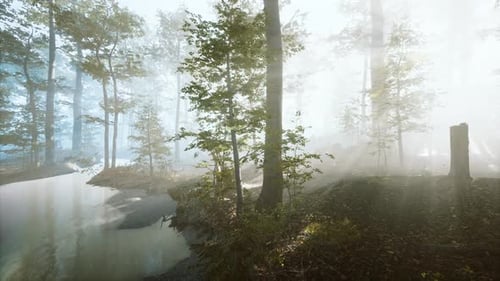 Lumière du soleil dans la forêt brumeuse féerique