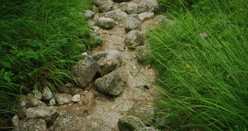 Ein kleiner Bach mit Felsen und leuchtend grünem Gras