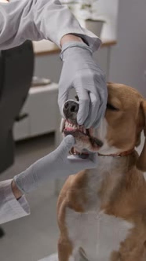 Vet Checking Teeth of Beagle during Oral Health Examination in Clinic