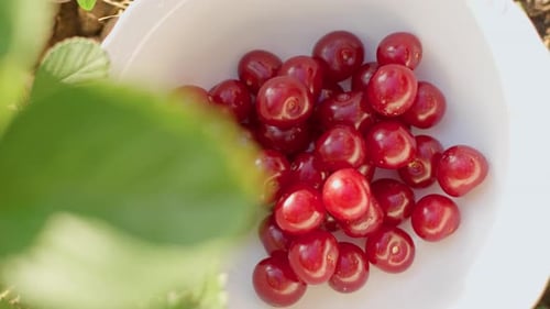 La main d'une femme jette de délicieuses cerises rouges fraîches et mûres dans une belle assiette blanche dans le jardin