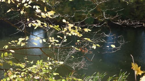 Sunlit branches with yellow-green leaves stretch over a calm, dark lake. Gentle reflections shimmer