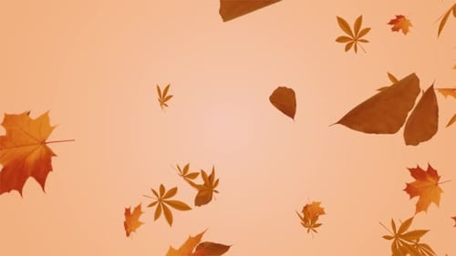 Autumn Maple Leaf Leaves Falling on Alpha Channel