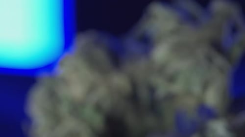 Policiais de maconha apreendem substância ilegal de maconha