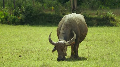 Mudcovered water buffalo grazes peacefully lush green pasture during bright daytime rural tropical