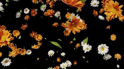 Realistic Falling White and Orange Flowers Alpha Channel Overlay