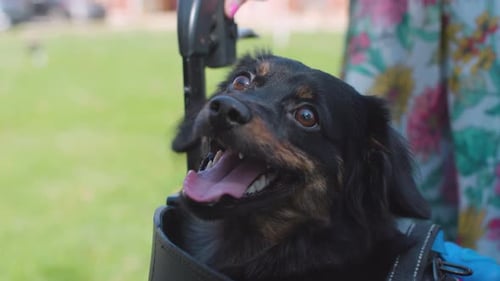 Happy Dog Sitting Outside in Woman’s Walker