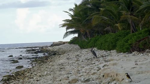 A large seabird standing along the tropical coastline of Playa del Carmen in Riviera Maya, Mexico on