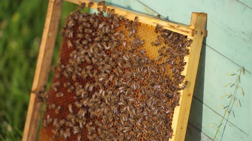 Honigzelle mit darüber fliegenden Bienen. Sonniger Tag auf der Wiese mit bunten Bienenstöcken. Imkerei.