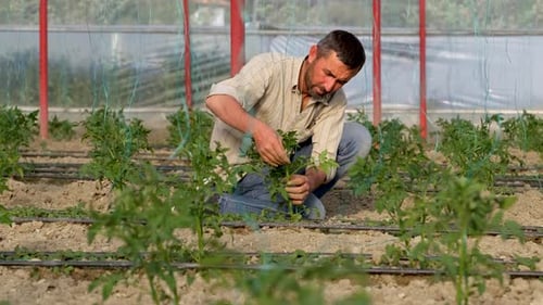 Farmer Pruning Plants in a Greenhouse