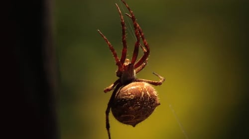 Australische Gartenkugelweberin, weibliche Spinne, Nahaufnahme im Netz, bewegt sich tagsüber viel im Wind