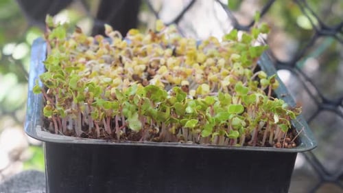 Healthy Radish Microgreens sprouts growing on tray close up