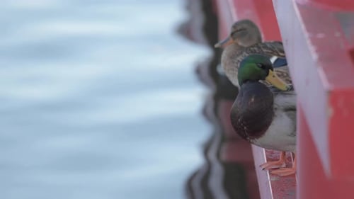 Two Ducks Resting Peacefully Near the Water