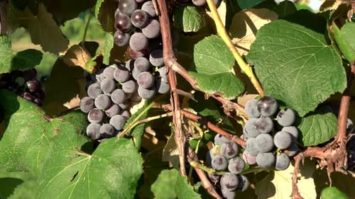 Weintrauben hängen an den Weinreben in der ländlichen Landschaft.