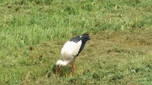 White stork with red legs foraging in green meadow, searching for food in the grass on a sunny day.