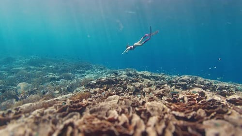 Woman Freediver Swims Underwater in the Tropical Sea