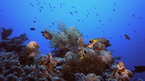 Tropical Clownfish Coral Reef