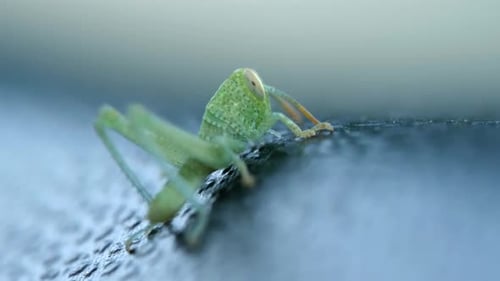 Aufnahme einer winzigen grünen Heuschrecke, die aus nächster Nähe auf einer verschwommenen strukturierten Oberfläche kriecht
