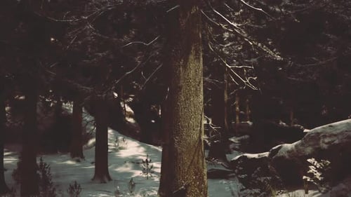 Winter Forest Mystery Dark Winter Trees Enveloped in Fog and Shadows
