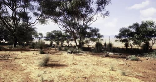 Desert Landscape with Scattered Trees and Dry Earth Under Blue Sky