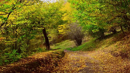 Pfad im Wald