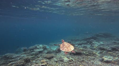 A hawksbill sea turtle glides over the lush coral reef, with the camera following its movements.