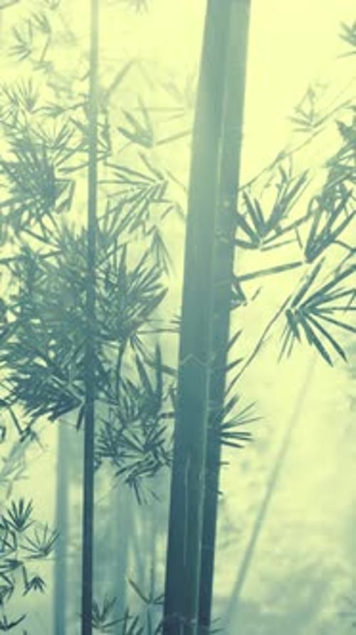 Bamboo Trees in Foggy Forest Vertical