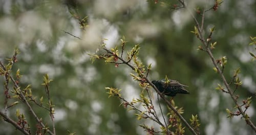 Wild Common Starling Holding Nesting