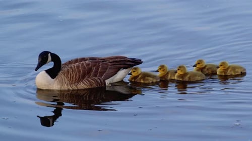 A peaceful slow-motion moment of goslings bonding and eating with older geese.