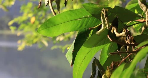Close up of Green Leaves with Red Ants Crawling in Thailand.