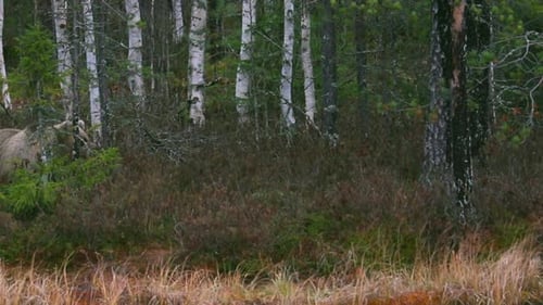 Brown Bear With Blonde Fur Walking Through Woods To Hunt Food. - wide shot