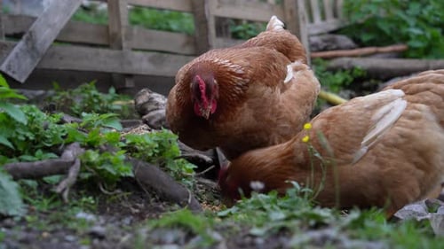Chickens fighting to eat grains on free range organic farm surrounded by wooden fence