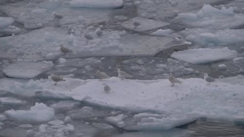 Slow motion seagull takes off amid a flock of seagulls on an iceberg in the ocean off the coast of G