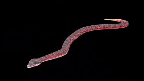 3D Animated Red and Black Snake Crawling Loop