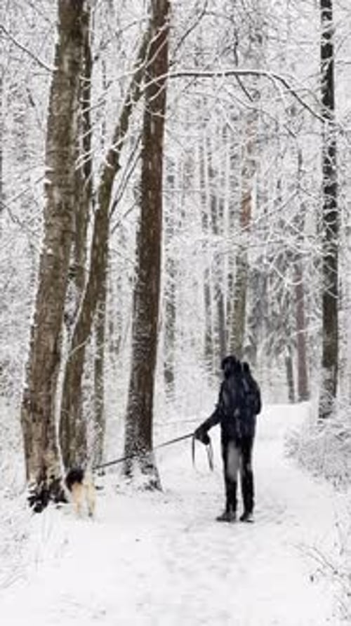 It is Snowing Heavily in the Park Large Flakes of Snow are Slowly Falling on Tree Branches People