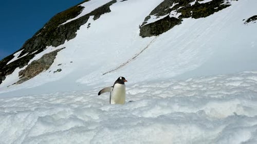 The Gentoo penguin spread its wings. It walks on the thick snow in front of the iceberg.