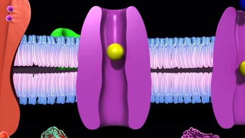 Biological cell membrane channel transports molecules across membrane