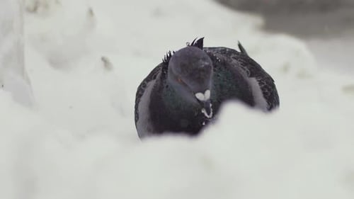 Lone pigeon in the snow. Slow Motion
