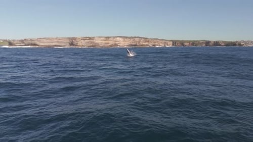 Side-view drone b-roll capturing two humpback whales breaching playfully above a wavy ocean