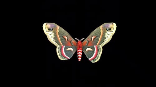 Colorful Butterfly Flapping Wings Animation