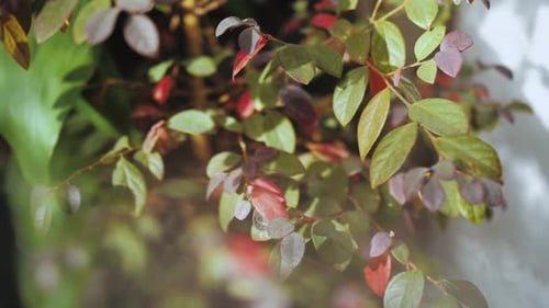 Closeup Shot of Bush with Red and Green Leaves in Autumn Sonny Weather Park Slow Motion